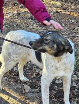 Ruhiger freundlicher CHAP sucht ♥️ - München