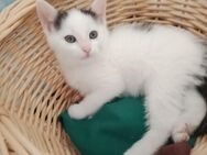 🐈‍⬛🐈EKH Mix Kitten 🐈🐈‍⬛ - Bad Schwartau