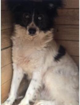 Narve - Pflegestelle oder Zuhause gesuch - Oberwies