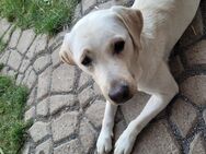 Weisse Labrador-Retriever Hündin - Bodenwerder (Münchhausenstadt)