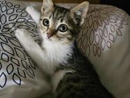 Marla aus dem Tierschutz - Grevenbroich