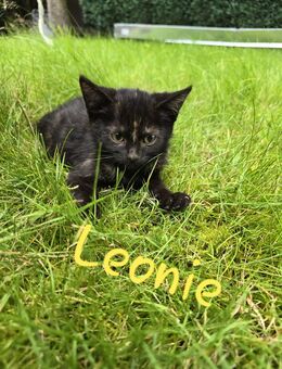 Baby Kitte sucht ein neues liebevolles Zuhause Weibchen - Castrop-Rauxel
