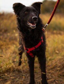 Bailey 💗 verschmuste, liebe Fellnase - Hamburg