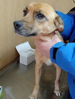 Palita freut sich auf ihre Menschen - Steinhagen (Nordrhein-Westfalen)