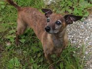Senior auf Zack bezaubernder Snoop! - Tiefenbach (Landkreis Passau)