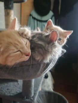 Perser Mix Kitten Glückskatze - Melbeck