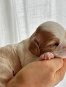 Wunderschöne Cavamalt (Cavalier King Charles Spaniel / Malteser) Babys suchen liebevolles Zuhause in 08112