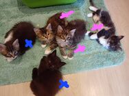 XXL Maine Coon Kitten Mädels und Jungs - Bechhofen (Bayern)