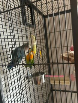 3 Rosenköpfchen mit Käfig zu verkaufen - Stuttgart