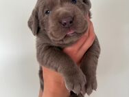 Reinrassige Labrador Welpen Showlinie - Bad Wildungen