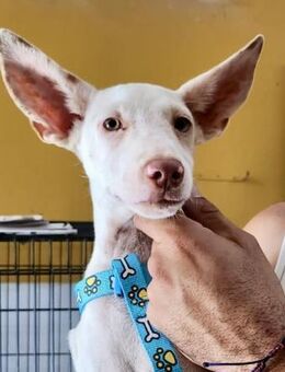 Turron, agil, verspielt, freundlich - Westerholt