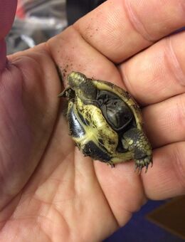 Griechische Landschildkröten von 2024 (THB) - Voerde (Niederrhein)