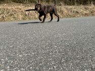 Labrador Schoko - Pegnitz Zentrum