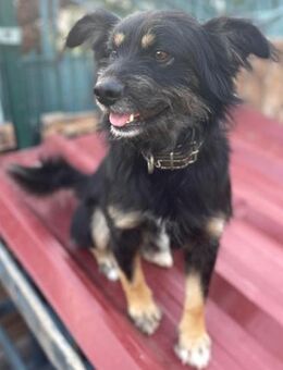 MIMO ❤️ sozial, brav, wunderbar! - Neudenau