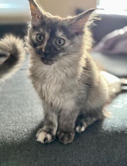 Kitten - Calbe (Saale) Zentrum