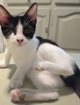 Aufgeweckter kleiner Kater Terra - Karlsruhe