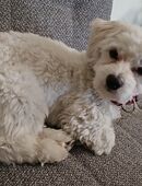 Malteser Mix zu verkaufen in 33129