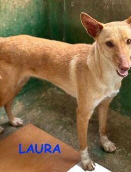 Laura die Erfahrene - Langen (Hessen)