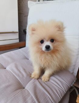 Pomeranian Zwergspitz, Welpe, Rüde - Paderborn