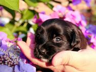 Tibet terrier Welpen mit VDH Papieren - Drochtersen