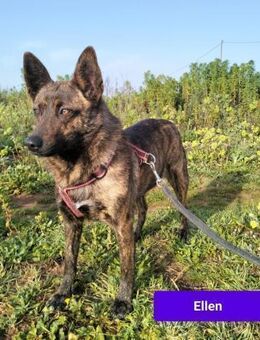 Ellen sucht ihr ZUhause - Fronreute