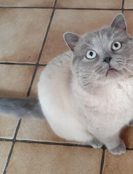 Reinrassiger BKH Blue-Point Deckkater hat freie Termine. - Markt Rettenbach