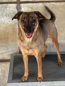 JOSA SUCHT LIEBEVOLLE MENSCHEN - Nörten-Hardenberg