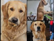 Schöner Golden Retriever Rüde - Leverkusen