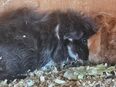 Meerschweinchen Lunkarya Babys in 74821