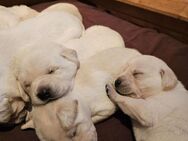 Labradorwelpen suchen Traumzuhause - Jübek