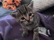 Babykatze, hauskatze , katze - Bräunlingen