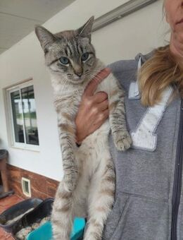 Hübscher Kater Blue - Eichenzell