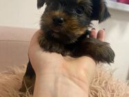 Bezaubernde Yorkshire Terrier Welpen - Ingolstadt