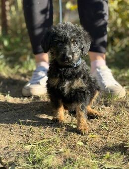 Kadicsa - ein Welpe sucht ein Zuhause! - Köln