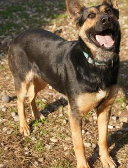 COURTNEY sucht ihrem Lieblingsmensch - Weiterstadt