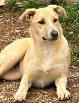 Ginny – eine zauberhafte Italienerin auf der Suche nach ihrem Herzensmenschen - Gröbenzell