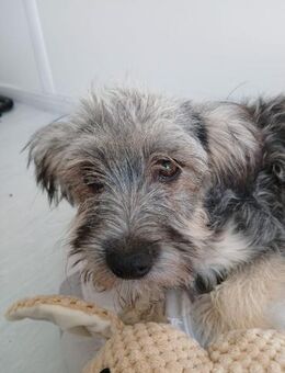 🐾 Liebes Hundemädchen Honey 🐾 - Eislingen (Fils)