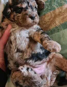 Zwergpudel Welpe weiblich blue merle - Coppenbrügge