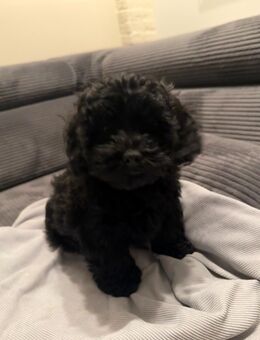 Cavapoo Welpen - 1 Rüde sucht noch seine neue Familie - Oyten