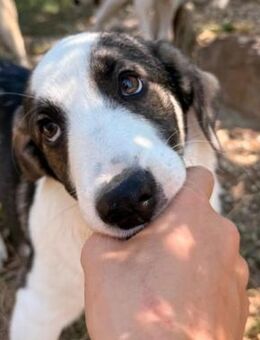 liebenswerter, kleiner & sanfter Biscuit - Kallmünz