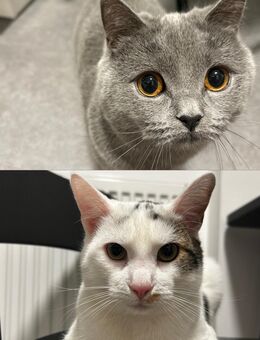 Zwei süße Katzen suchen ein neues Zuhause - Schöningen