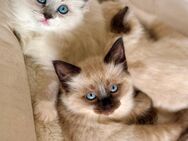 Ragdoll/Heilige Birma Edelmix- abgabebereit - Ingolstadt
