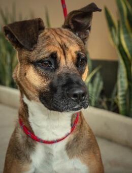 Fauna sucht eine sportliche Familie - Laatzen