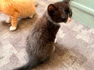 Verkaufe drei babykatzen - Sankt Egidien