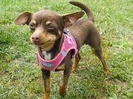 Kleine Chihuahua Sophie sucht ihr großes - Kassel