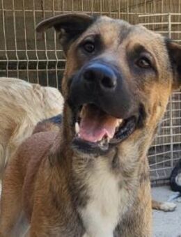 XAVER🩵sportliche, verspielte Powerpfote - Hamburg