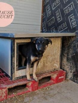 Sanfter, verschmuster ABEL sucht ZH ❤️ - Saarbrücken