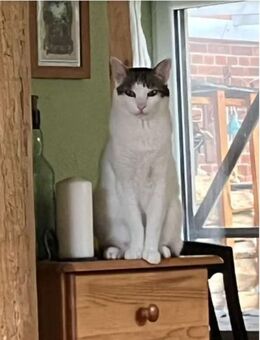 Rafaela - super süß und verschmust - Wilhelmsfeld