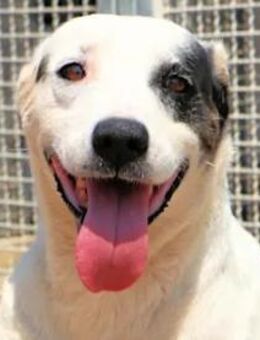 SARRALA - auf Pflegestelle in NRW - Regensburg