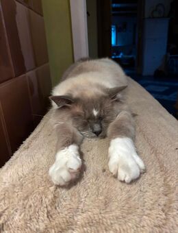 Ragdoll Kater in liebevolle Hände abzugeben - Kottmar